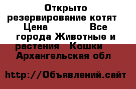 Открыто резервирование котят › Цена ­ 15 000 - Все города Животные и растения » Кошки   . Архангельская обл.